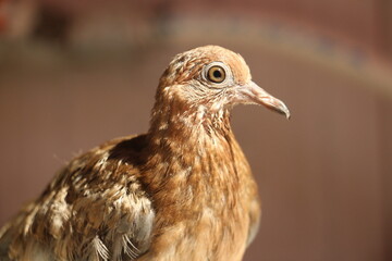 dove