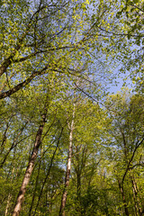 young foliage on deciduous trees in the forest in the spring season