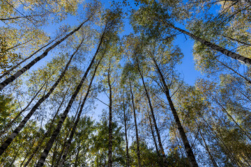 Birch forest with trees with yellow and green foliage
