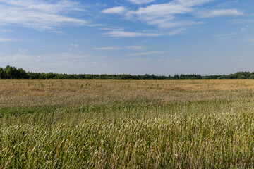 field with green grasses and plants for animal husbandry