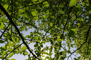 rowan flowers during flowering in spring park