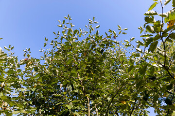 rowan tree in the autumn season with foliage changing color