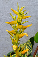 Yellow heliconia flower on tropical garden