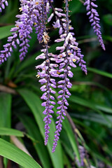 Slender palm lily or Narrow-leaved palm lily flowers (Cordyline stricta)