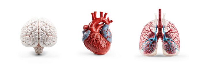 collection of brain, hear and lungs anatomy plastic science miniature models of human organs for chronic diseases and school science class education isolated on transparent cutout png background