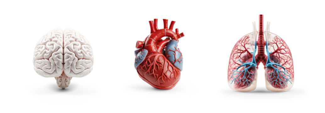 collection of brain, hear and lungs anatomy plastic science miniature models of human organs for chronic diseases and school science class education isolated on transparent cutout png background