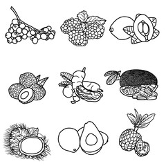 Vector illustration of exotic fruit hand drawn, fruit line art, Containing Elderberry, Loquat, Mulberry, Lychee, Tamarind, Jackfruit, Rambutan, Avocado and Srikaya isolated on white background