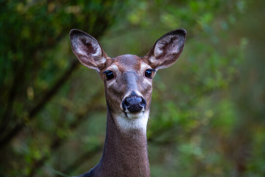 Close up of a White-tailed doe deer (odocoileus virginianus) in Wisconsin