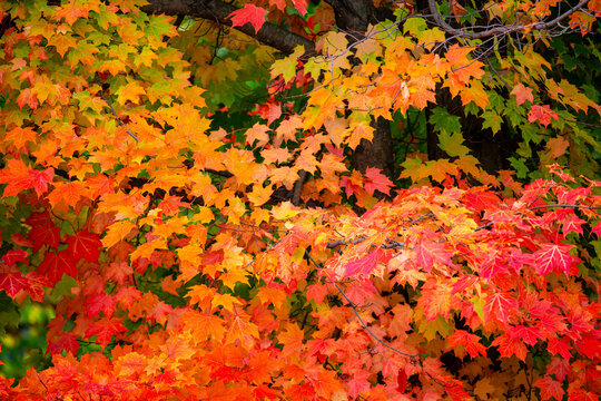 Close up of a colorful sugar maple tree in Wisconsin