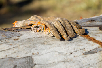 pair of dirty and worn gloves on a log, synonymous with rough work. Ideal for use on Labor Day.