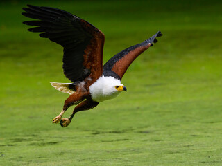 African Fish Eagle  in flight with fish over pond