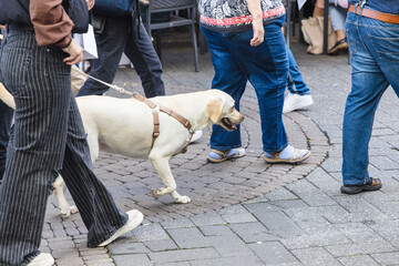 person walks a Labrador dog in the pedestrian area of the city