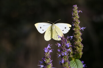 View of the underside of a flying cabbage white butterfly