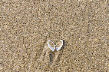 Fototapeta na wymiar an opened seashell in the sand of a beach, for backgrounds