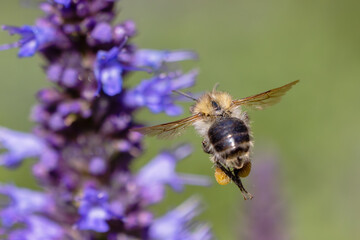 flying bumblebee at Agastache flowers in the garden