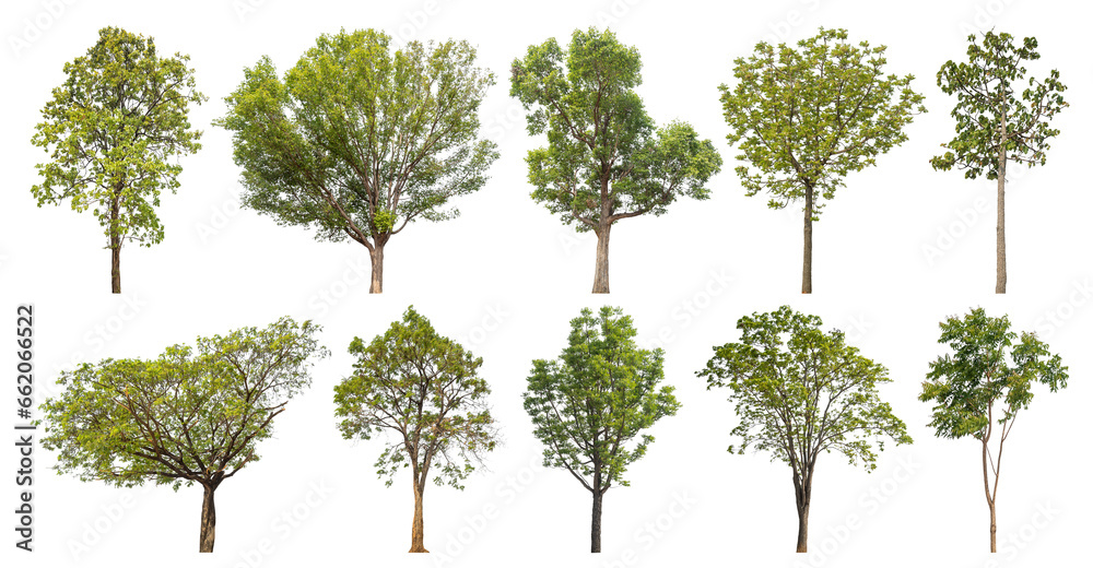Poster Collection of green trees isolated on transparent background. for easy selection of designs..