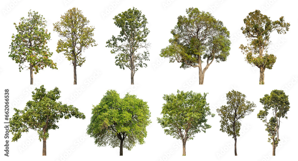 Poster Collection of green trees isolated on transparent background. for easy selection of designs..
