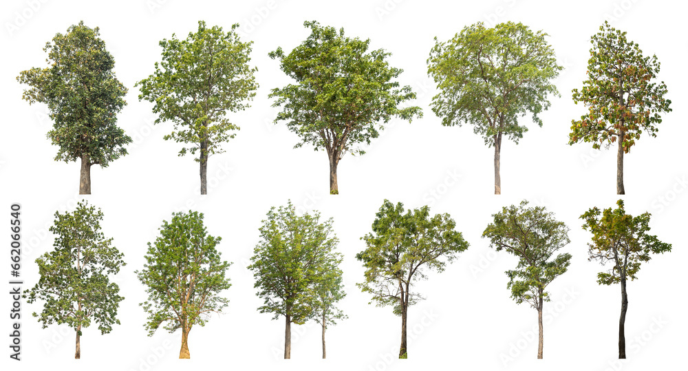 Poster Collection of green trees isolated on transparent background. for easy selection of designs..
