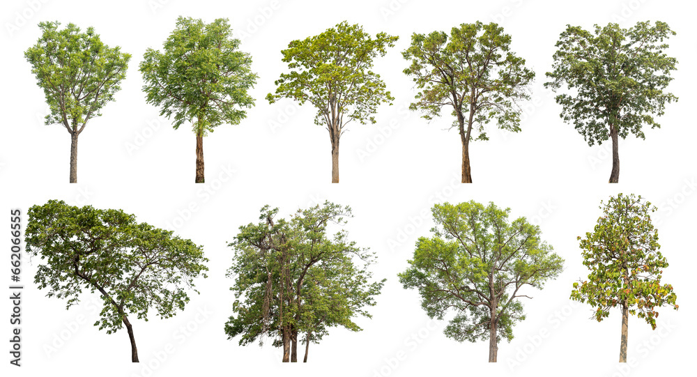 Poster Collection of green trees isolated on transparent background. for easy selection of designs..