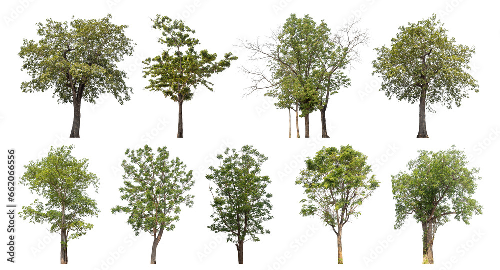 Poster Collection of green trees isolated on transparent background. for easy selection of designs..
