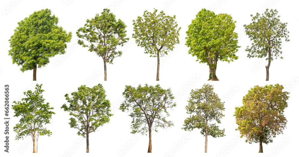 Poster Collection of green trees isolated on transparent background. for easy selection of designs..