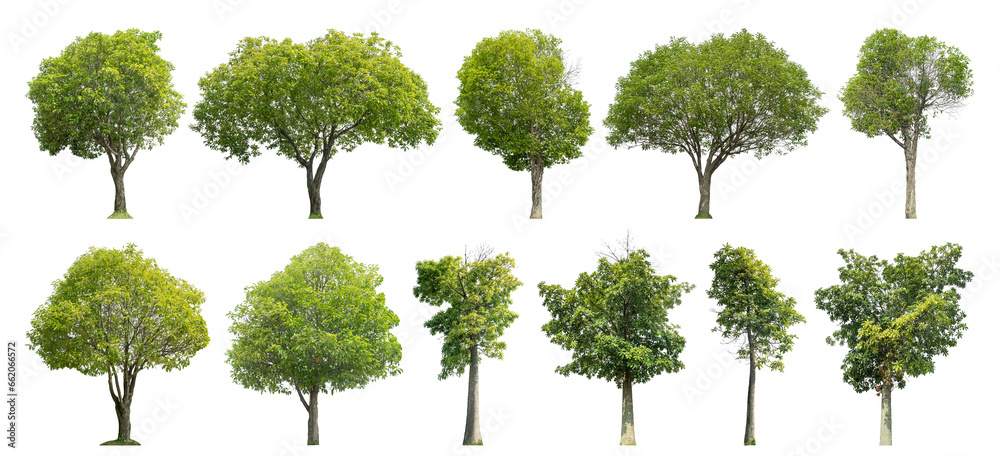 Poster collection tree cut out from original background and replace with white background for easy to selec