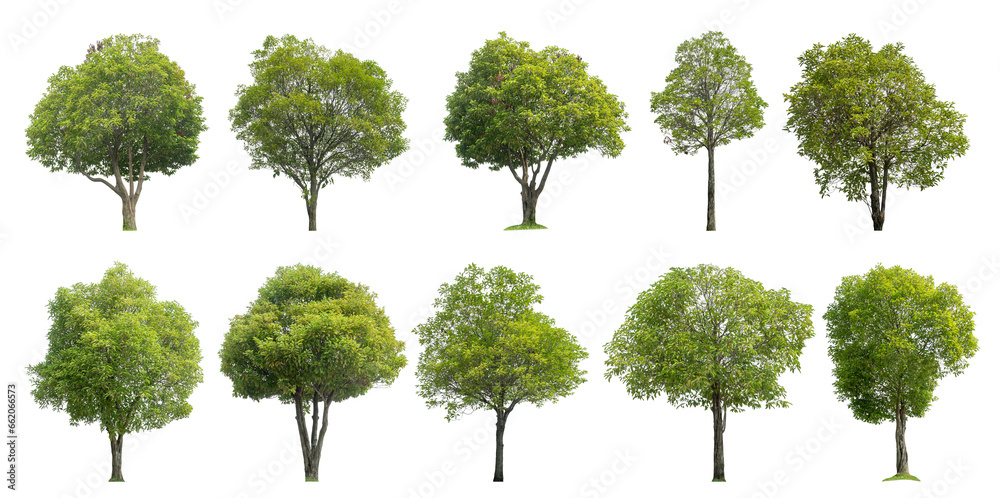 Poster Collection of green trees isolated on transparent background. for easy selection of designs...