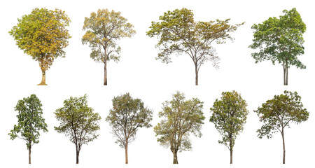 Collection of green trees isolated on transparent background. for easy selection of designs..