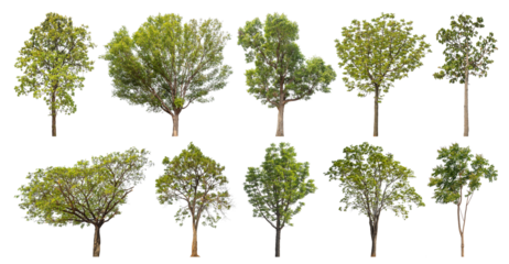 Collection of green trees isolated on transparent background. for easy selection of designs..