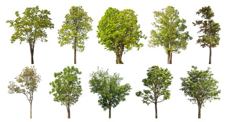 Collection of green trees isolated on transparent background. for easy selection of designs..