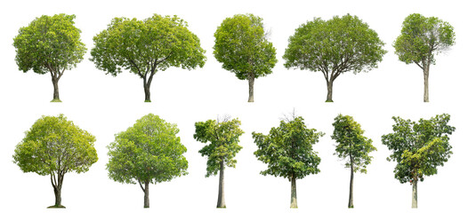 Collection tree cut out from original background and replace with white background for easy to...