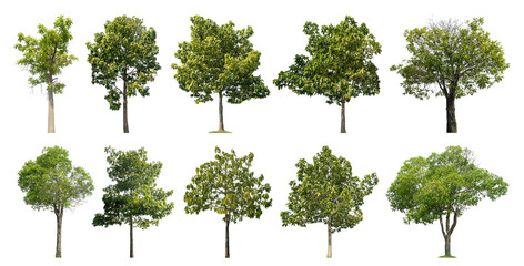 Collection of green trees isolated on transparent background. for easy selection of designs.