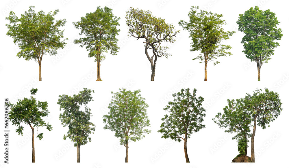 Poster Collection of green trees isolated on transparent background. for easy selection of designs.