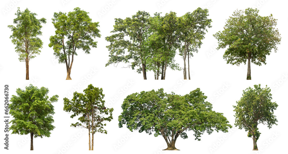 Poster Collection of green trees isolated on transparent background. for easy selection of designs.