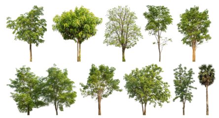 Collection of green trees isolated on transparent background. for easy selection of designs.