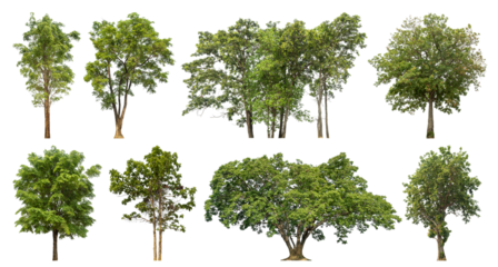 Collection of green trees isolated on transparent background. for easy selection of designs.