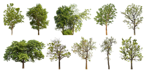 Collection of green trees isolated on transparent background. for easy selection of designs.