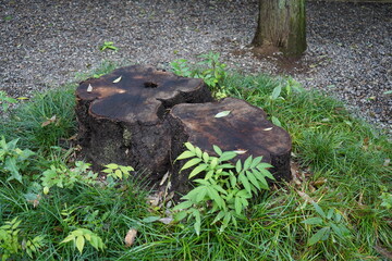 切り株と草花