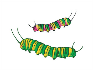 beautiful caterpillars vector illustration on white background