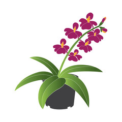 Orchid flower icon