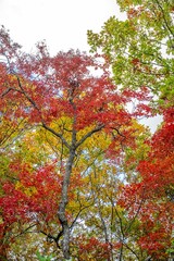 Naklejka premium autumn in the mountains