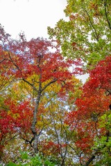 Naklejka premium autumn in the mountains