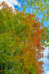 autumn in the mountains