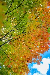 autumn in the mountains