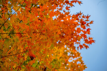 autumn in the mountains