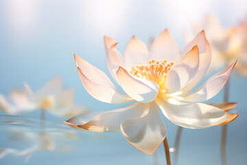 Areal view of swirl transparent lotus flowers and petals. wallpaper concept.