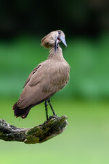 Hamerkop standing on log and fishing on green pond, portrait 