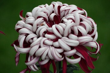 Closeup of a white and dark purple color of Reflex mum 'Lili Gallon' flower at full bloom