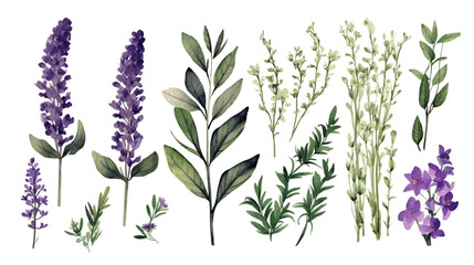 Set of collection purple sprigs lavender flowers watercolor isolated on white background. Lavender Leaves set of design Vector illustration. - obrazy, fototapety, plakaty