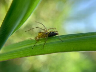 Macro shot of a spider waiting for its prey